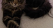 Bucky participe au concours pour gagner de l'argent avec cette photo : cat, tabby, maine_coon, long_hair, fluffy, feline, pet, animal, portrait, close_up, whiskers, ears, amber_eyes, striped_fur, lying_down, blanket, cozy, indoors, home, relaxed