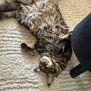 Bucky a rejoint le concours — aidez-le/la à gagner de superbes lots ! cat, tabby_cat, fluffy, sleeping, napping, upside_down, indoor, rug, shaggy_rug, home, relaxed, cute, fur, whiskers, ears, paws, furniture, chair, cozy, pet