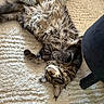 cat, tabby_cat, fluffy, sleeping, napping, upside_down, indoor, rug, shaggy_rug, home, relaxed, cute, fur, whiskers, ears, paws, furniture, chair, cozy, pet