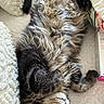 Bucky participe au concours pour gagner de l'argent avec cette photo : cat, tabby_cat, fluffy, long_hair, sleeping, upside_down, paws, whiskers, fur, relaxed, cozy, blanket, cushion, bed, indoors, pet, animal, portrait, close_up, nap