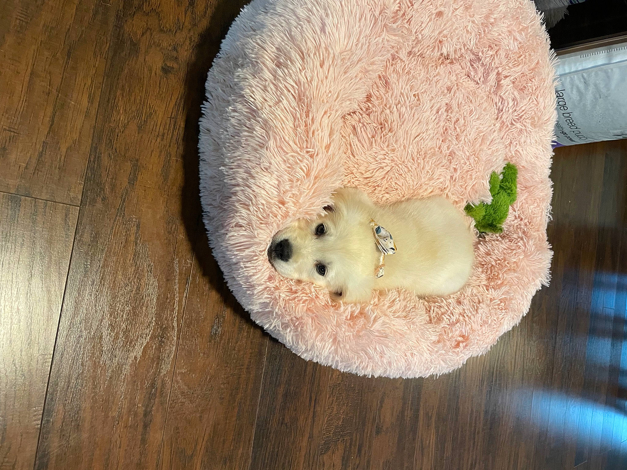 Harley joined the competition — help win amazing prizes! ball, bear, canidae, carnivore, comfort_food, companion_dog, dog_breed, fawn, fur, hardwood, ingredient, mammal, pet_supply, snout, sporting_group, teddy_bear, terrestrial_animal, toy, tree, wood