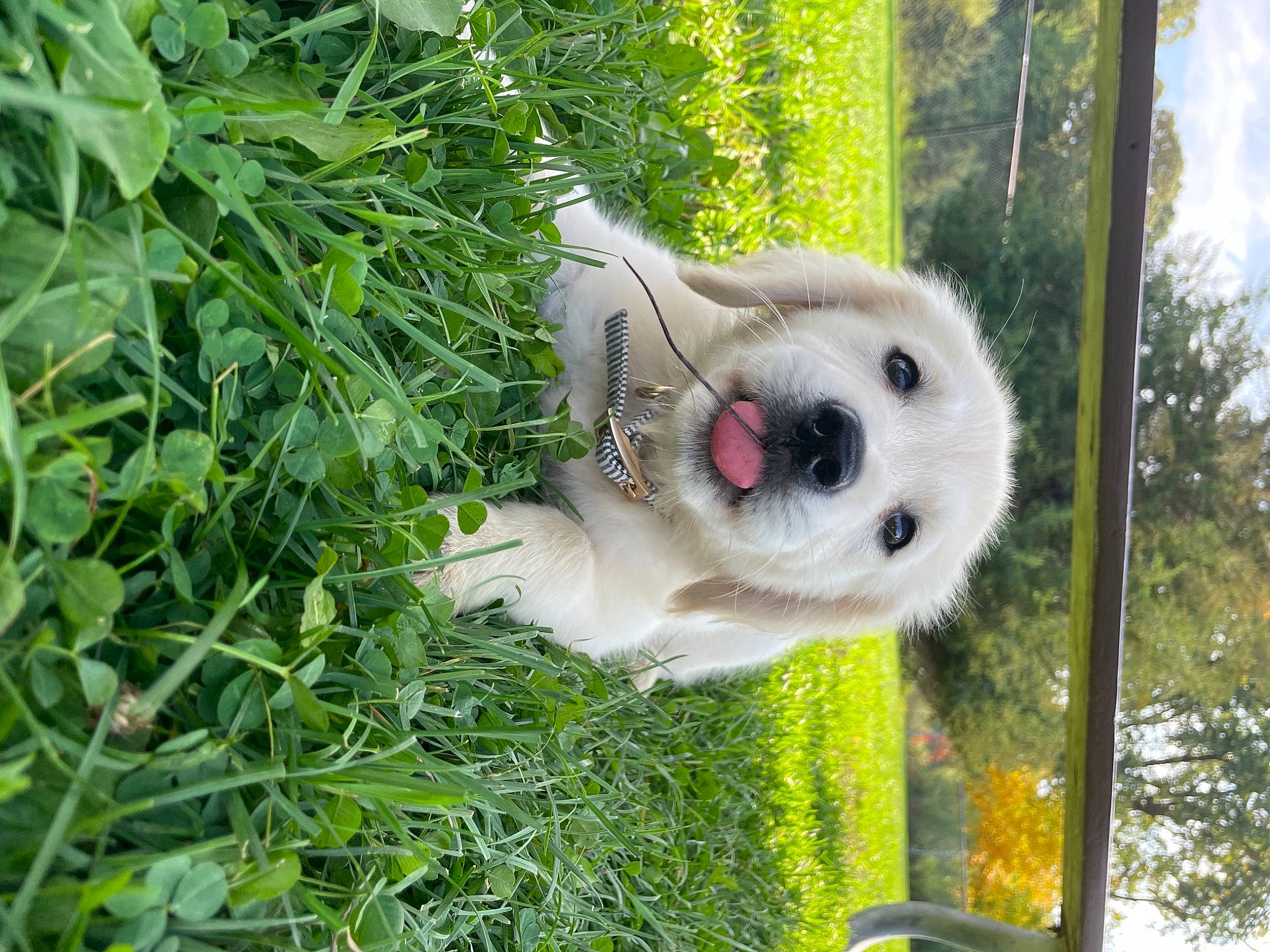 Harley is registered to the contest to win money with this photo: canidae, carnivore, collar, companion_dog, dog, dog_breed, fawn, fur, grass, groundcover, japanese_spitz, non_sporting_group, plant, puppy, sky, snout, sporting_group, tree, volpino_italiano, wildlife