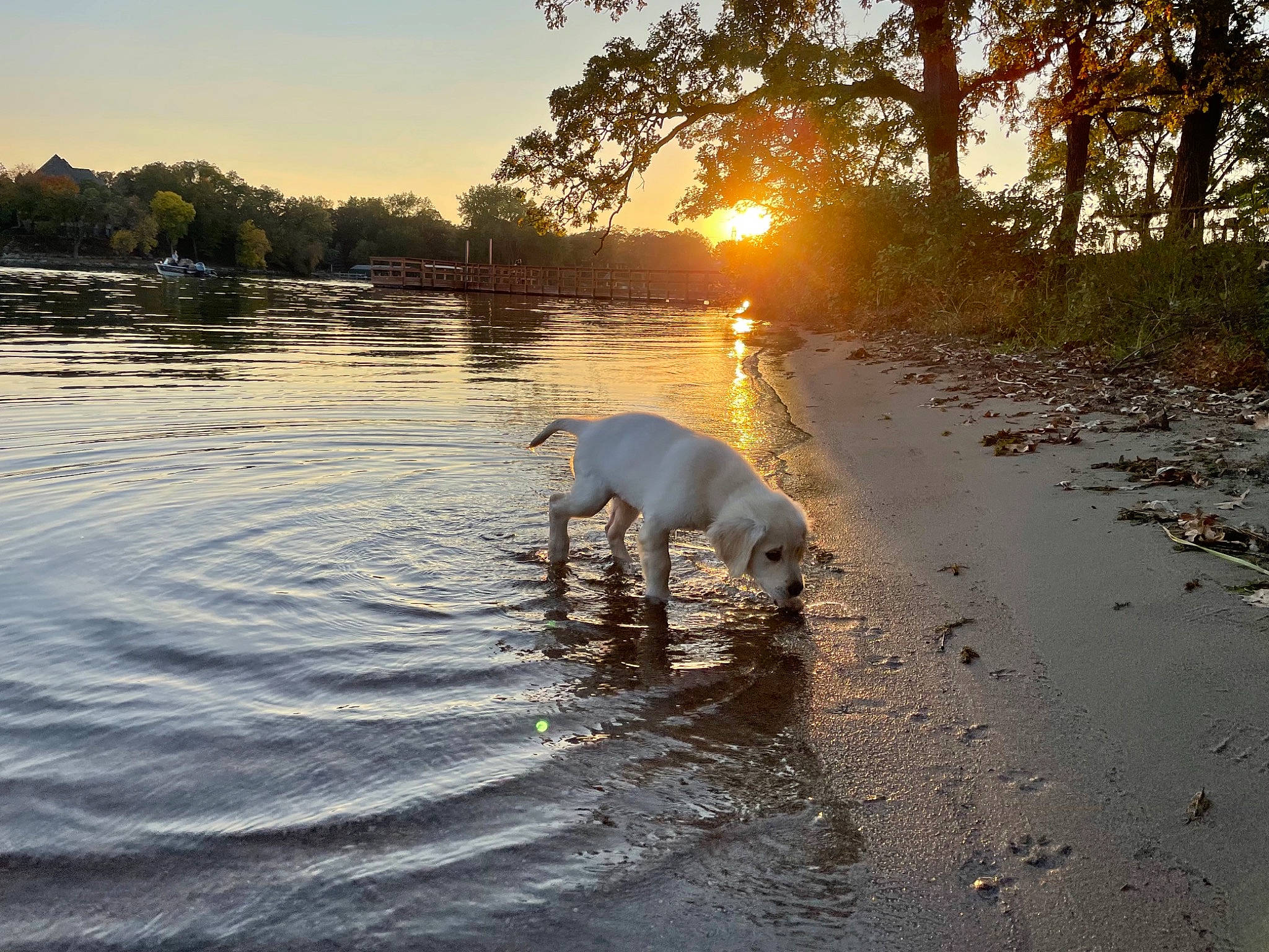 Harley joined the competition — help win amazing prizes! bank, calm, carnivore, companion_dog, dog, dog_breed, fawn, horizon, lake, natural_environment, natural_landscape, shore, sky, sunlight, sunset, tree, water, water_resources, watercourse, wood