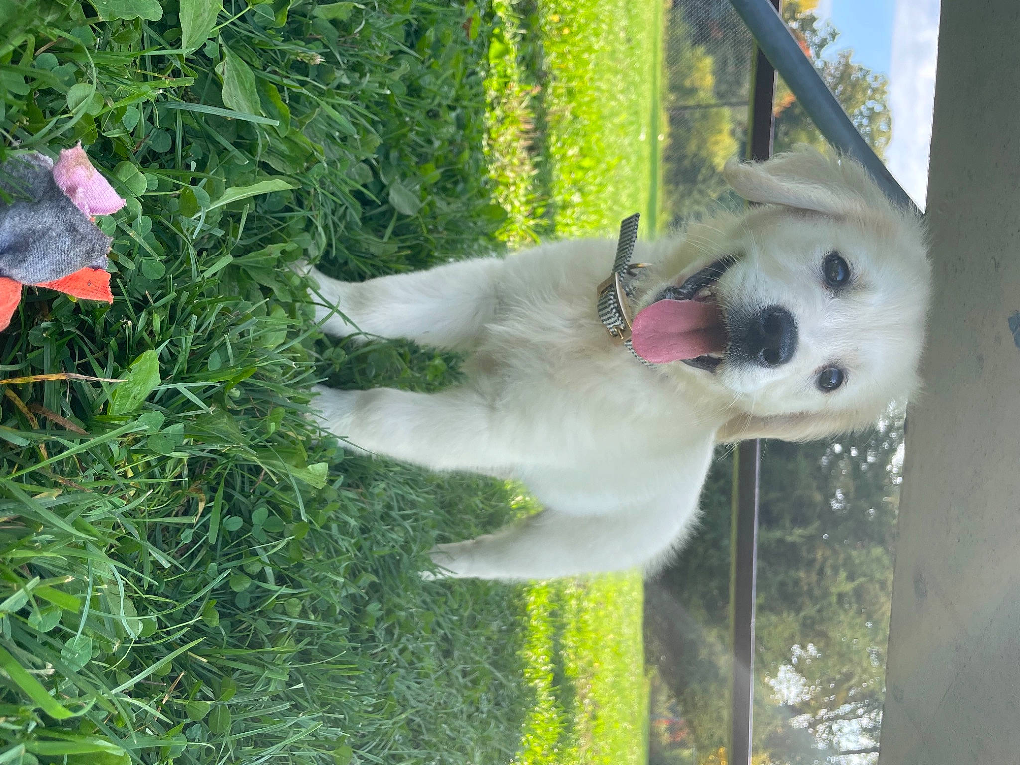 Harley is registered to the contest to win money with this photo: annual_plant, carnivore, collar, companion_dog, dog, dog_breed, grass, groundcover, indian_spitz, japanese_spitz, plant, polish_tatra_sheepdog, samoyed, snout, spitz, sporting_group, tree, volpino_italiano, working_animal, working_dog