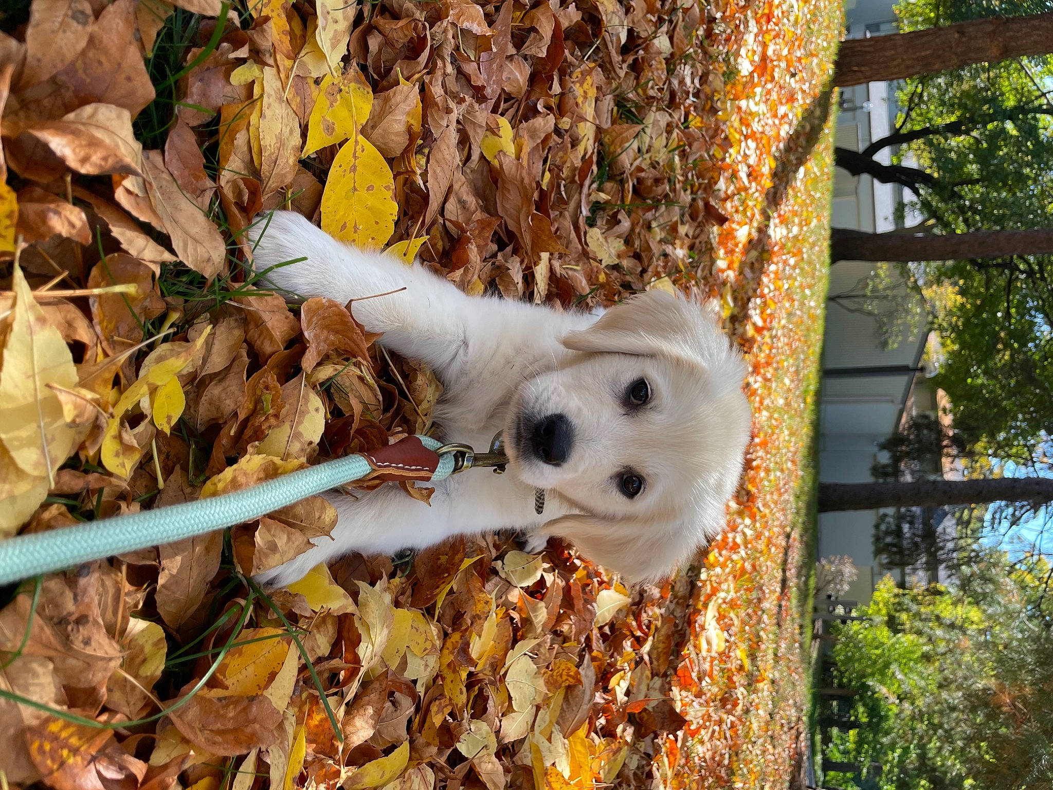 Harley is registered to the contest to win money with this photo: autumn, biome, branch, companion_dog, dog_breed, fawn, felidae, fur, grass, leaf, nature, plant, soil, sporting_group, tail, tree, trunk, twig, wildlife, wood