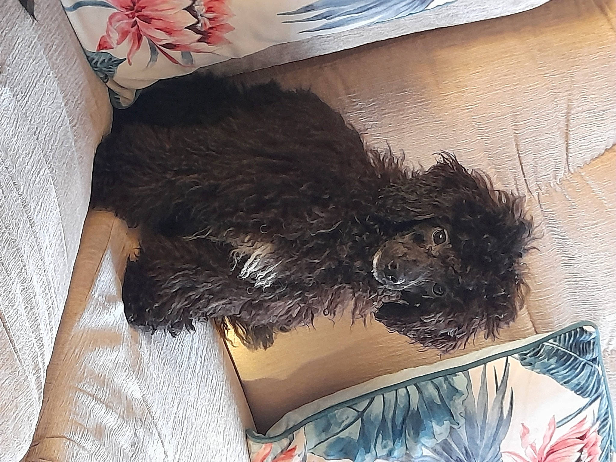 Rosie joined the competition — help win amazing prizes! canidae, carnivore, comfort, companion_dog, dog, dog_breed, foot, fur, human_leg, liver, painting, small_terrier, sporting_group, tail, terrier, thigh, toy_dog, visual_arts, water_dog, working_animal