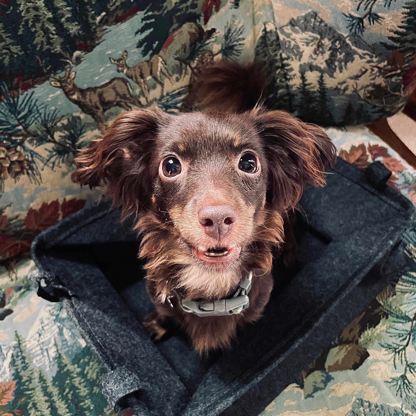 Lucy joined the competition — help win amazing prizes! animal, architecture, armchair, building, canine, chair, cockerspaniel, couch, cushion, dog, dogbed, furniture, homedecor, hound, linen, papillon, pet, puppy, rock, terrier