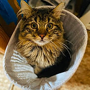 Marley a rejoint le concours — aidez-le/la à gagner de superbes lots ! cat, tabby, fluffy, paper_bag, curious, wide_eyes, indoor, pet, feline, whiskers, fur, cute, looking_up, close_up, household, animal, domestic, brown, orange, soft