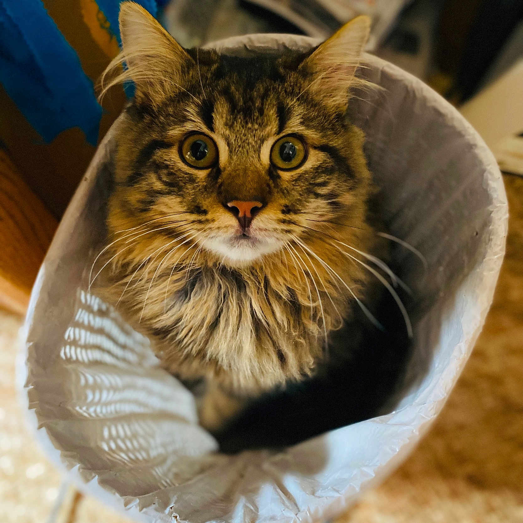 Marley a rejoint le concours — aidez-le/la à gagner de superbes lots ! animal, brown, cat, close_up, curious, cute, domestic, feline, fluffy, fur, household, indoor, looking_up, orange, paper_bag, pet, soft, tabby, whiskers, wide_eyes