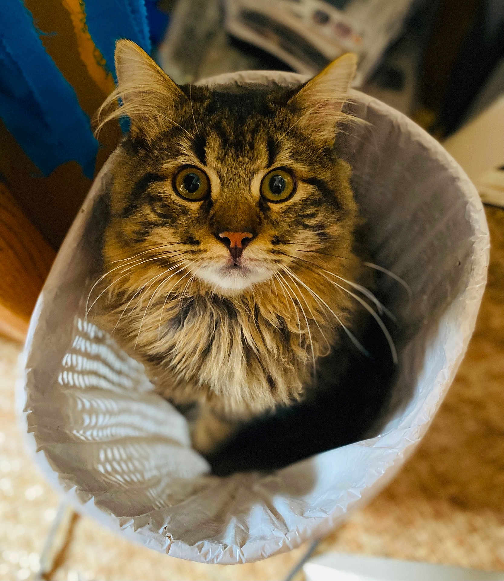 Marley a rejoint le concours — aidez-le/la à gagner de superbes lots ! cat, tabby, fluffy, paper_bag, curious, wide_eyes, indoor, pet, feline, whiskers, fur, cute, looking_up, close_up, household, animal, domestic, brown, orange, soft