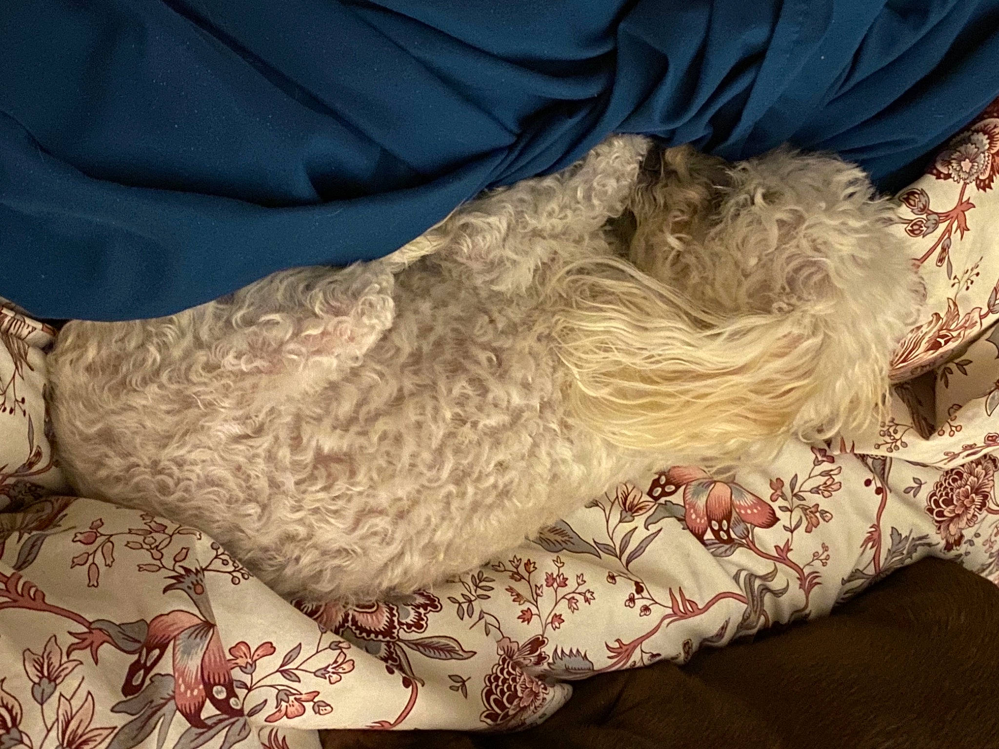 Molli joined the competition — help win amazing prizes! bed, bedding, carnivore, comfort, companion_dog, couch, dog, dog_breed, elbow, fawn, foot, gesture, human_leg, linens, pattern, sleeve, tail, thigh, tints_and_shades, wrist