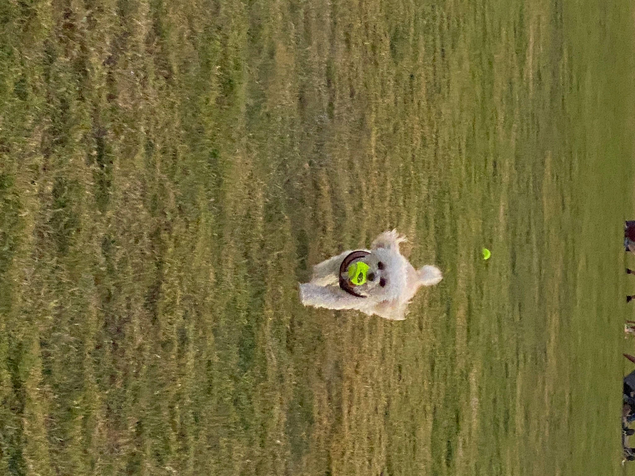 Molli is registered to the contest to win money with this photo: adventure, aerial_photography, air_sports, extreme_sport, field, fun, grass, grass_family, grassland, landscape, natural_environment, pasture, plant, recreation, sports, toy, tree, vehicle, wheel, wood