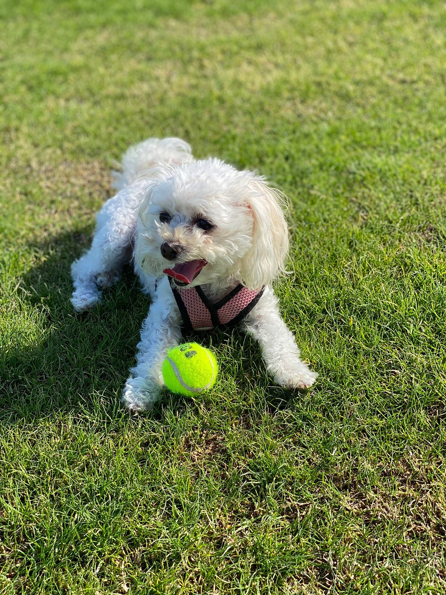 Molli is registered to the contest to win money with this photo: ball, canidae, carnivore, companion_dog, dog, dog_breed, dog_collar, dog_supply, grass, plant, poodle, poodle_crossbreed, sporting_group, tail, tennis_ball, terrier, toy, toy_dog, water_dog, working_animal