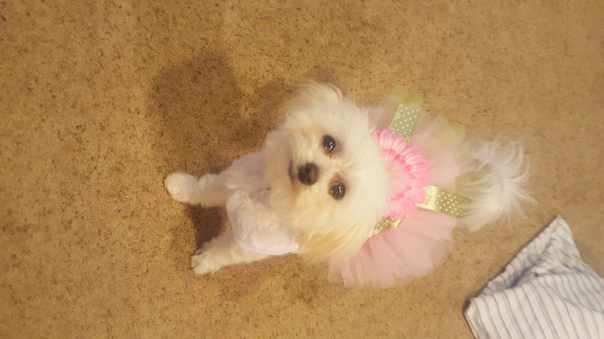 Molli is registered to the contest to win money with this photo: canidae, carnivore, companion_dog, dog, dog_breed, dog_supply, fawn, fur, mal_shi, maltepoo, non_sporting_group, puppy, shih_poo, snout, sporting_group, tail, toy_dog, working_animal, yorkipoo