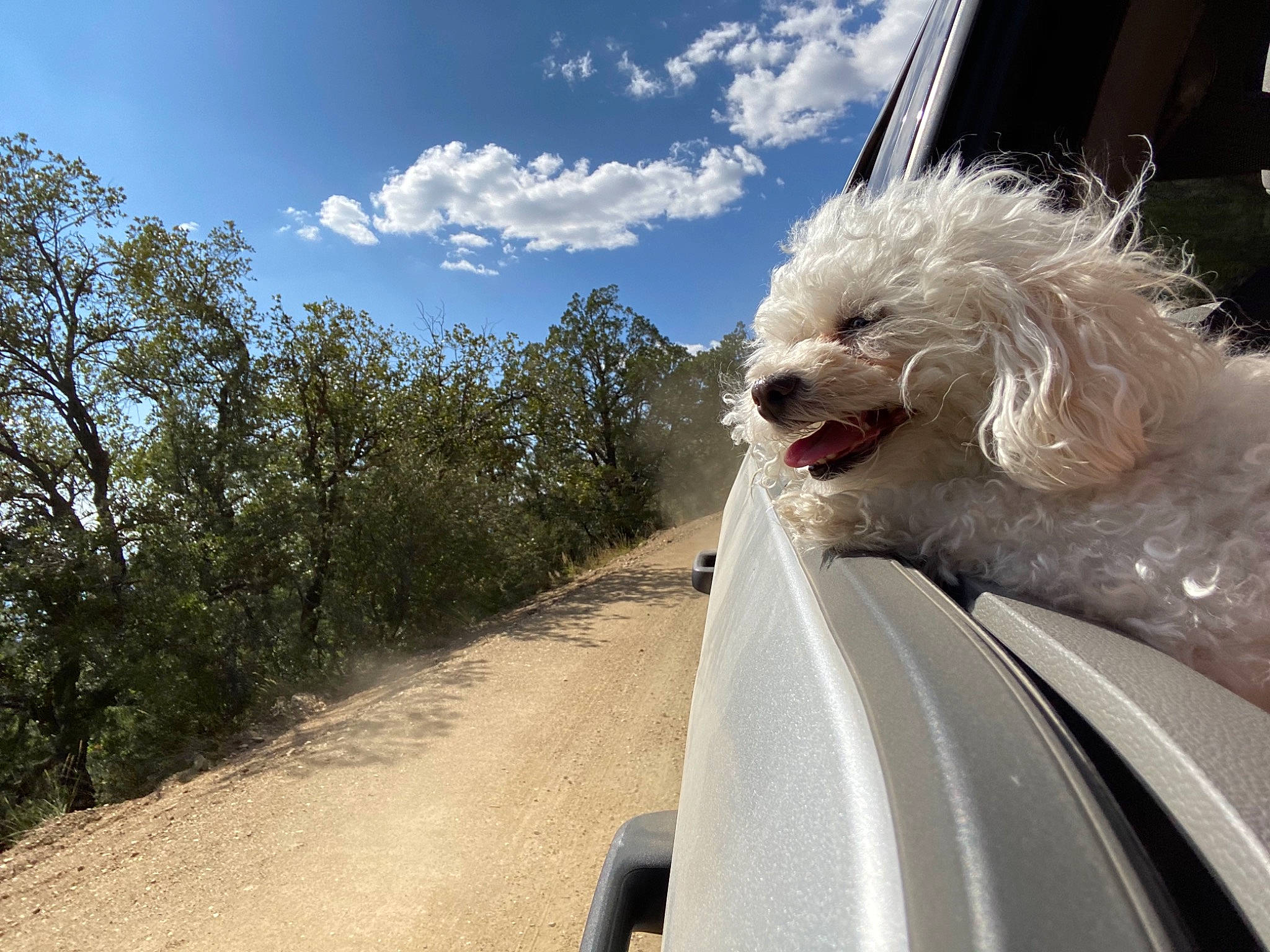 Molli is registered to the contest to win money with this photo: automotive_lighting, car, carnivore, cloud, dog, dress, glasses, hair, head, helmet, hood, motor_vehicle, plant, sky, sunglasses, tire, tree, vehicle, vehicle_registration_plate, vision_care
