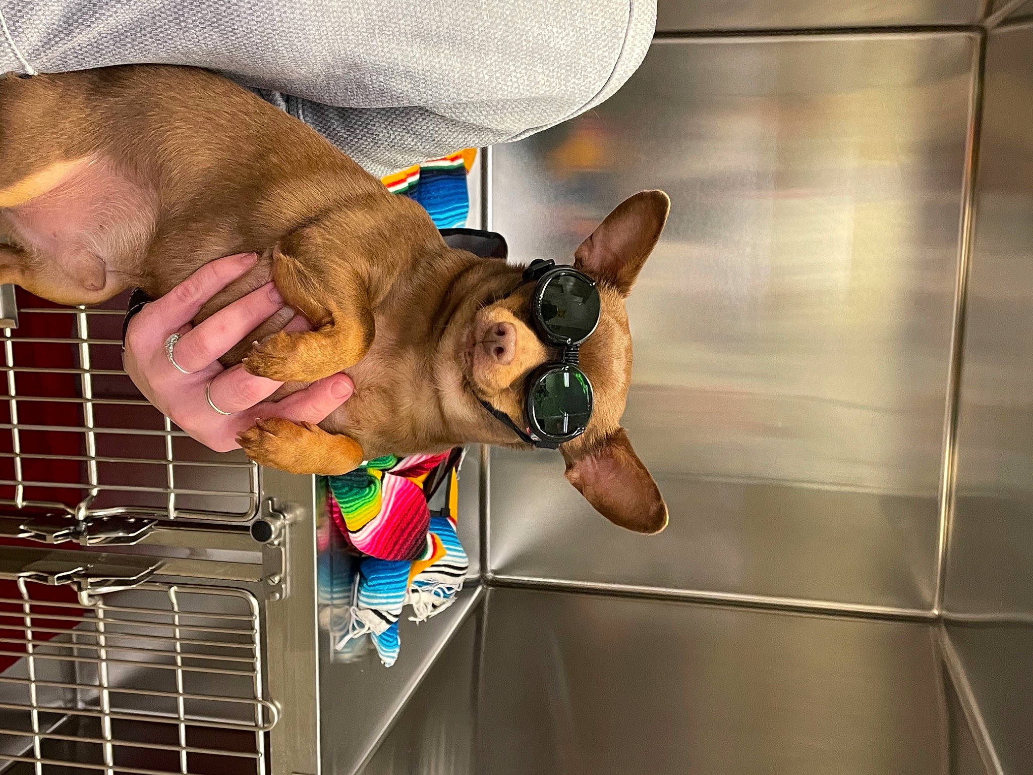 Mel is registered to the contest to win money with this photo: carnivore, dog, dog_breed, eyewear, fashion_accessory, fawn, finger, fun, gesture, glasses, happy, nail, pet_supply, smile, snout, street_fashion, sunglasses, thumb, working_animal, wrist