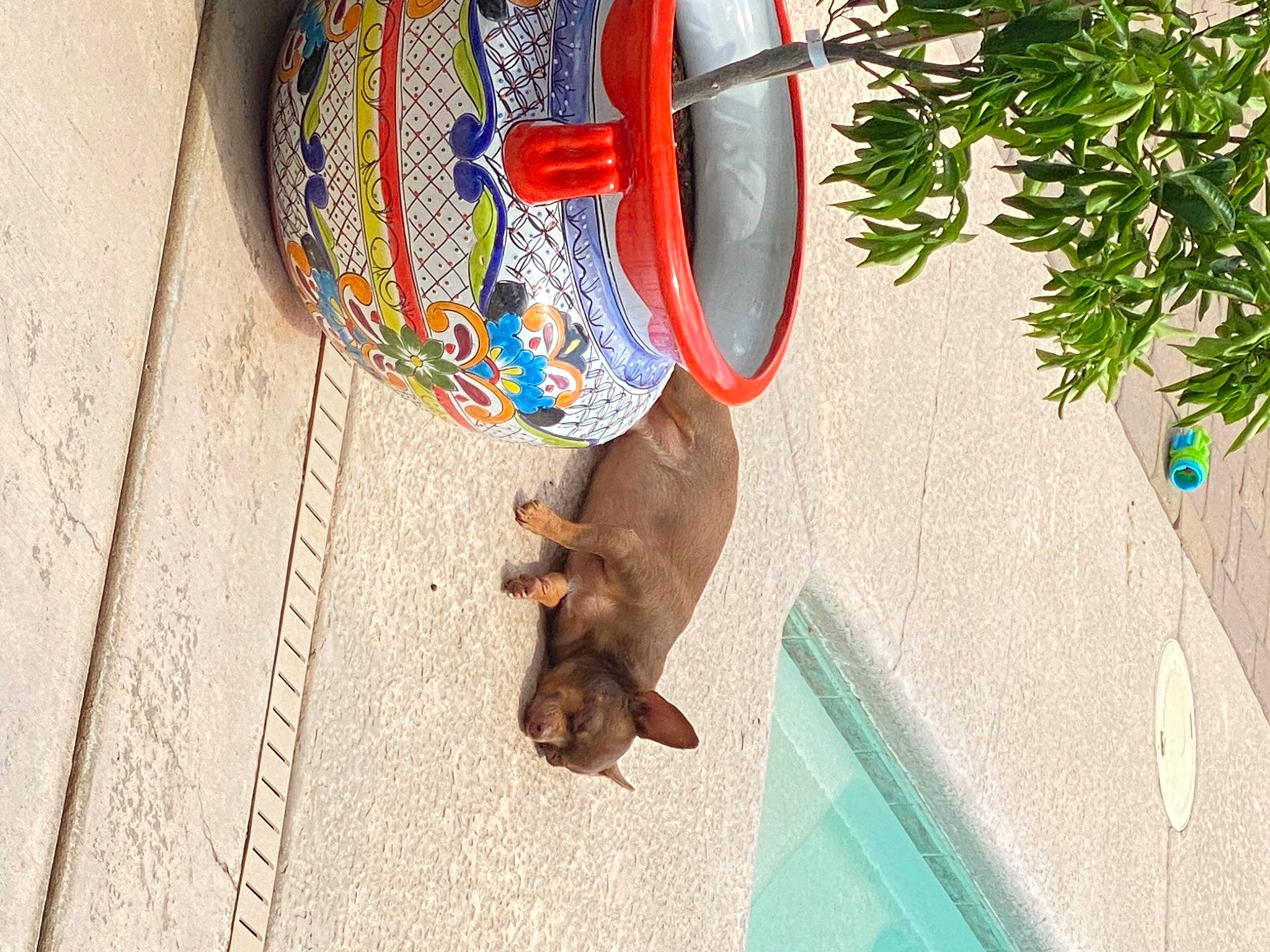 Mel joined the competition — help win amazing prizes! canidae, carnivore, circle, collar, companion_dog, dog, dog_breed, dog_supply, fashion_accessory, fawn, flooring, hat, leisure, liver, pet_supply, snout, sporting_group, water, wood, working_animal