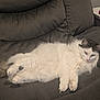 cat, fluffy, white, gray, lounging, chair, cushioned, pet, animal, relaxed, sleepy, indoor, feline, cozy, fur, paw, whiskers, resting, domestic, cute