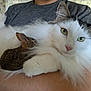 cat, rabbit, fluffy, green_eyes, pet, animal, cute, friendship, furry, close_up, domestic, mammal, white_cat, brown_rabbit, holding, resting, soft, indoor, human_arm, calm