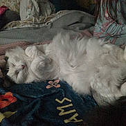 Yuki And Farley is registered to the contest to win money with this photo: cat, sleeping, fluffy, blanket, flower_pattern, pajamas, indoor, cozy, resting, white_fur, pet, relaxation, soft, feline, bedroom, human, comfort, animal, closeup, home