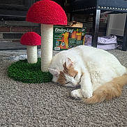 Farley joined the competition — help win amazing prizes! cat, sleeping, scratching_post, mushroom, carpet, indoor, furniture, fireplace, box, chair, pet, relaxing, white_cat, orange_cat, cozy, home, floor, decor, soft, resting