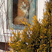 Chai joined the competition — help win amazing prizes! cat, orange_cat, window, glass, reflection, plant, bush, branches, outdoor, indoor, pet, feline, fur, animal, nature, leaf, daylight, calm, looking, house