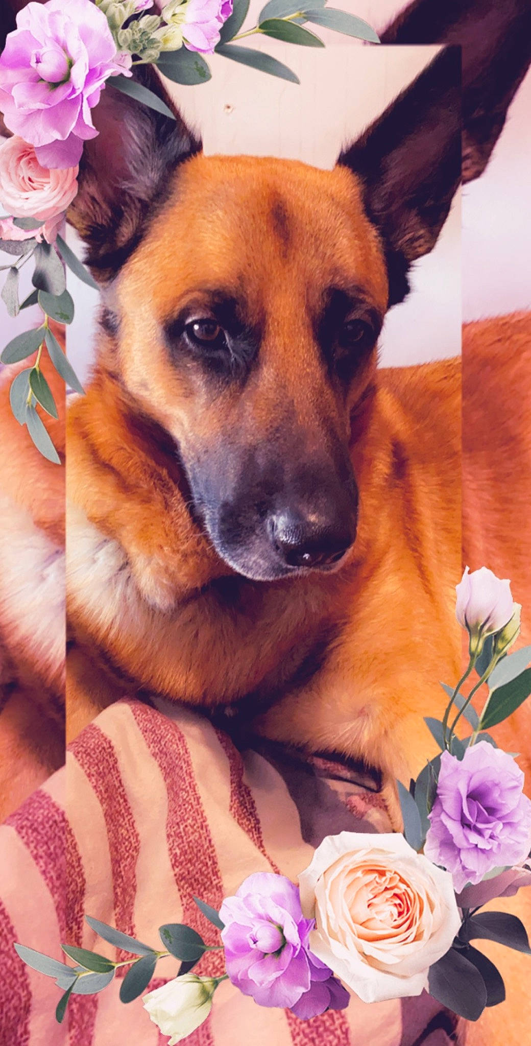 Chivas a rejoint le concours — aidez-le/la à gagner de superbes lots ! black_mouth_cur, canidae, carnivore, chinook, companion_dog, dog, dog_breed, fawn, flower, german_shepherd_dog, mammal, mountain_cur, potcake_dog, rare_breed_dog, snout, street_dog