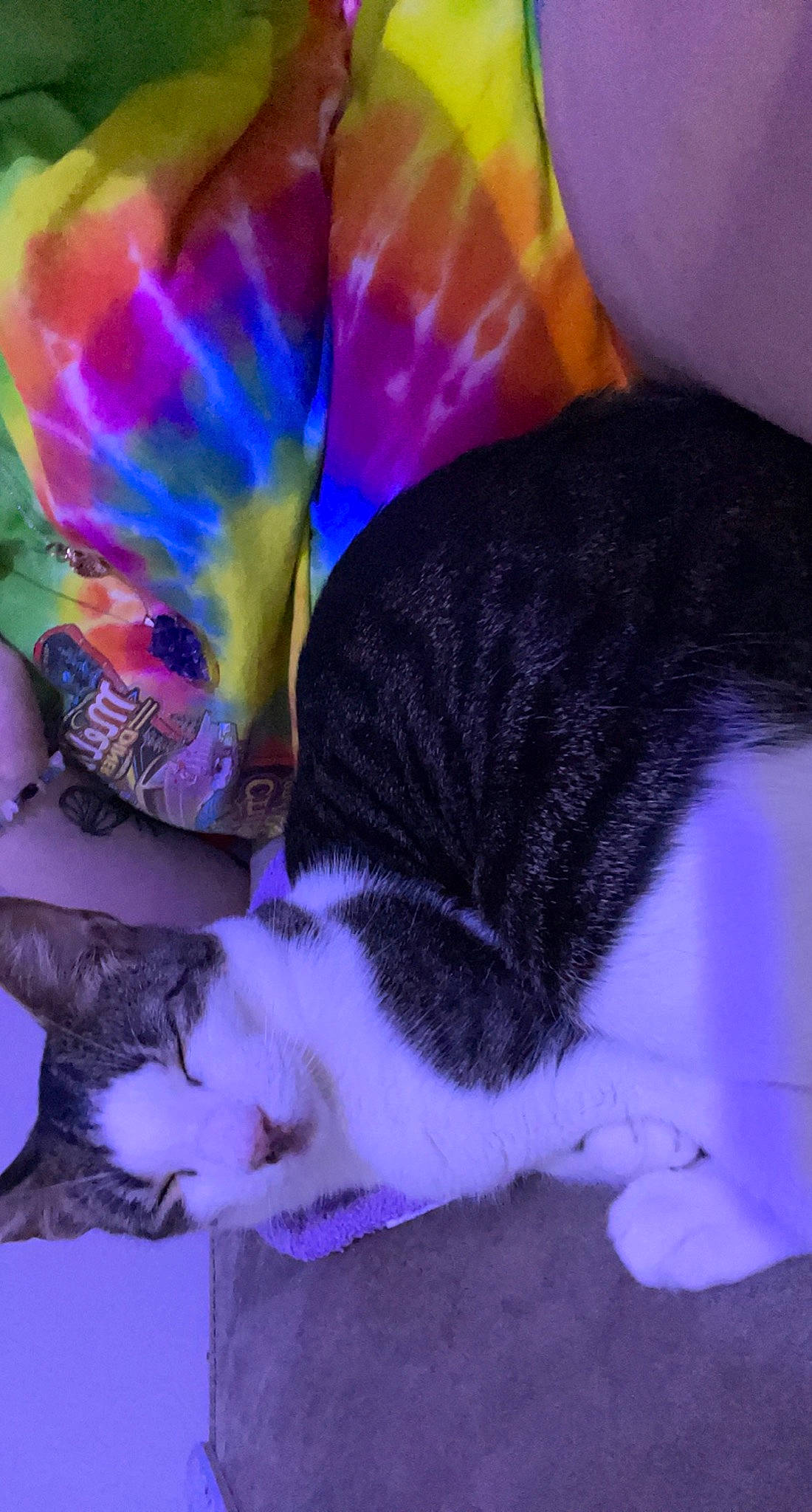 Henry joined the competition — help win amazing prizes! carnivore, cat, cat_supply, claw, comfort, domestic_short_haired_cat, electric_blue, felidae, fur, grass, magenta, paw, pet_supply, petal, plant, purple, small_to_medium_sized_cats, snout, tail, whiskers