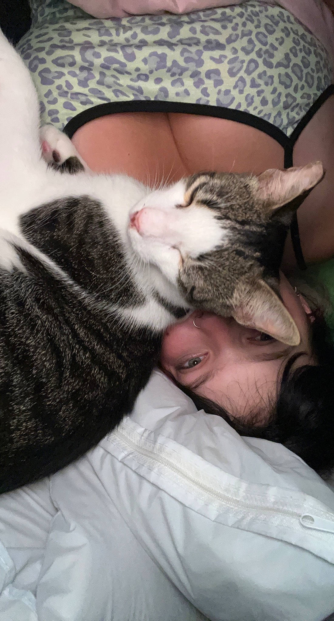 Henry joined the competition — help win amazing prizes! beard, carnivore, cat, claw, comfort, domestic_short_haired_cat, ear, facial_hair, felidae, fur, gesture, grey, mammal, paw, small_to_medium_sized_cats, smile, snout, tail, vertebrate, whiskers