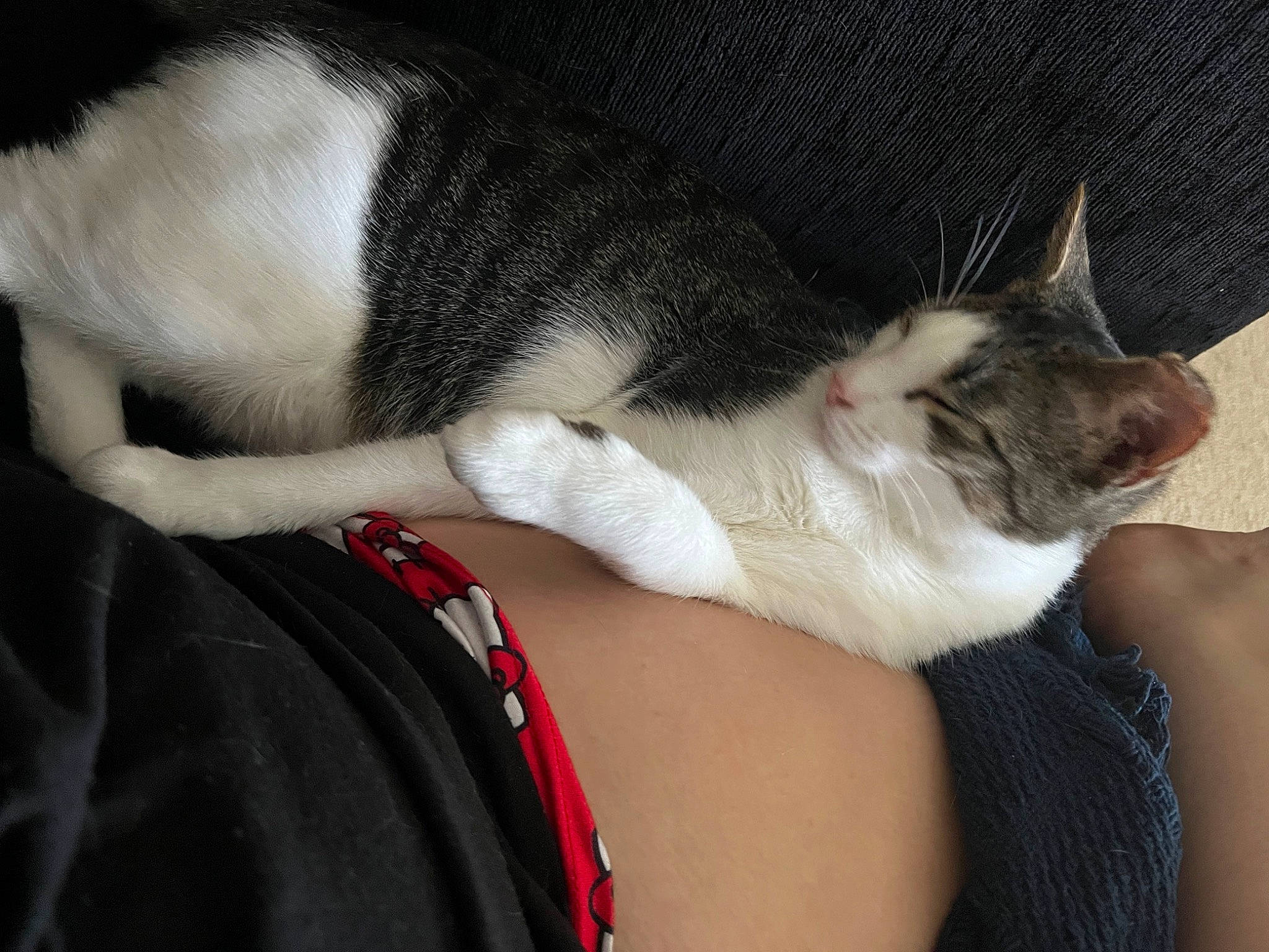 Henry joined the competition — help win amazing prizes! canidae, carnivore, cat, claw, comfort, dog_breed, domestic_short_haired_cat, ear, felidae, fur, gesture, human_leg, lap, nail, nap, paw, small_to_medium_sized_cats, snout, tail, whiskers