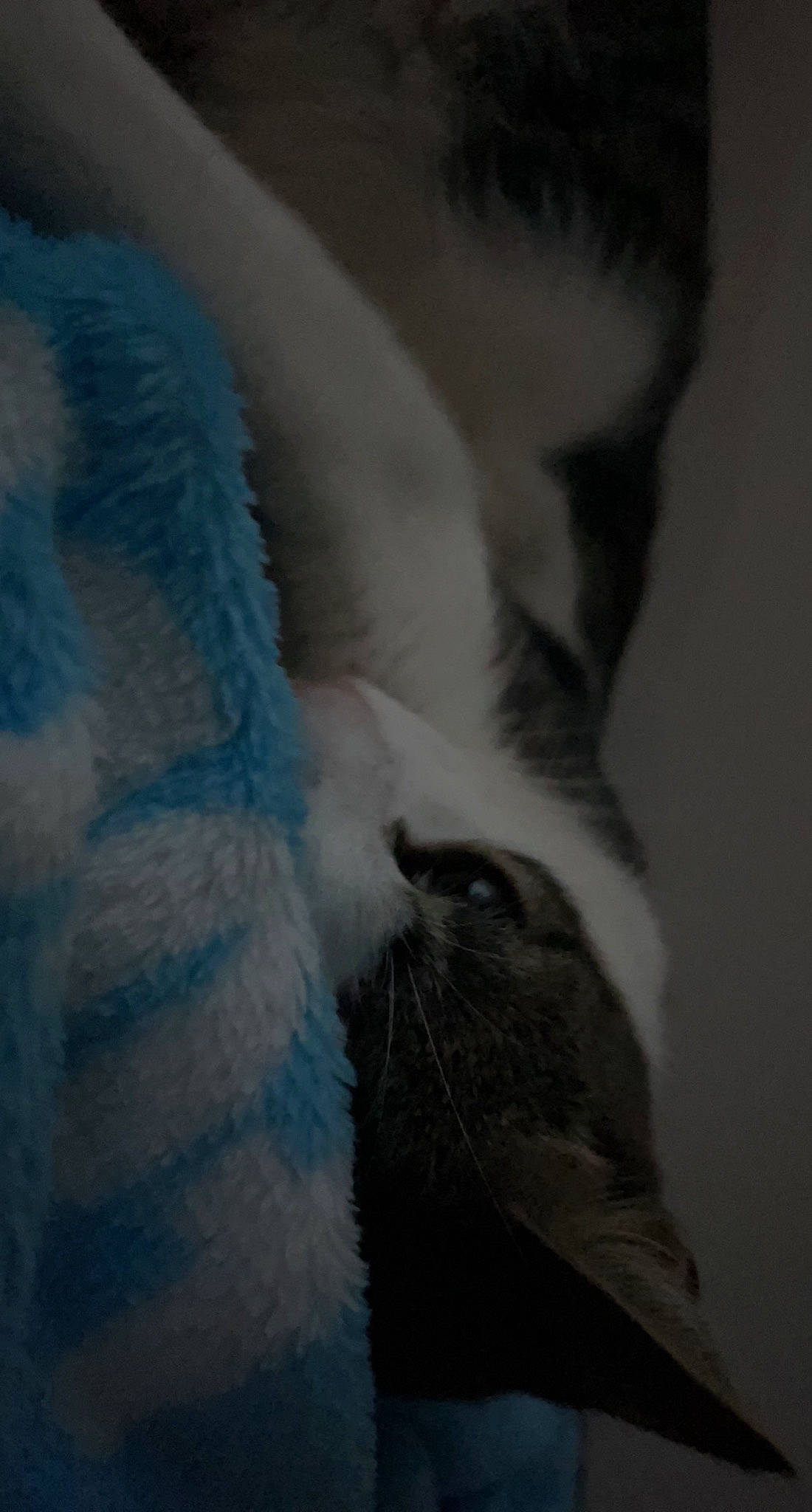 Henry joined the competition — help win amazing prizes! carnivore, cat, claw, comfort, domestic_short_haired_cat, electric_blue, eye, eyelash, feather, felidae, fur, jaw, leg, paw, sky, small_to_medium_sized_cats, snout, tail, whiskers, window