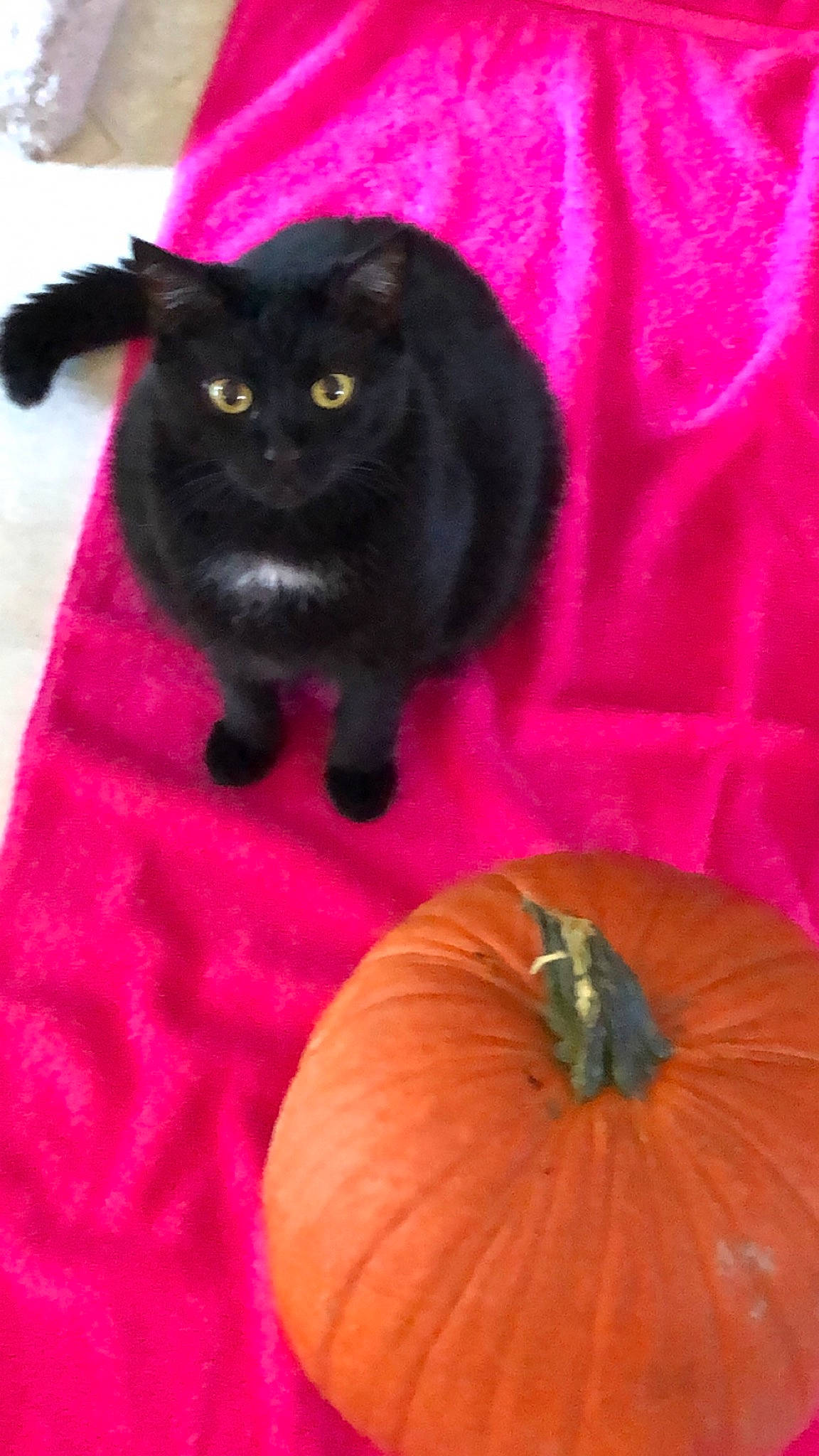 Armoni joined the competition — help win amazing prizes! black_cat, bombay, calabaza, carnivore, cat, cucurbita, felidae, food, gourd, natural_foods, orange, produce, pumpkin, red, small_to_medium_sized_cats, squash, tail, vegetable, whiskers, winter_squash