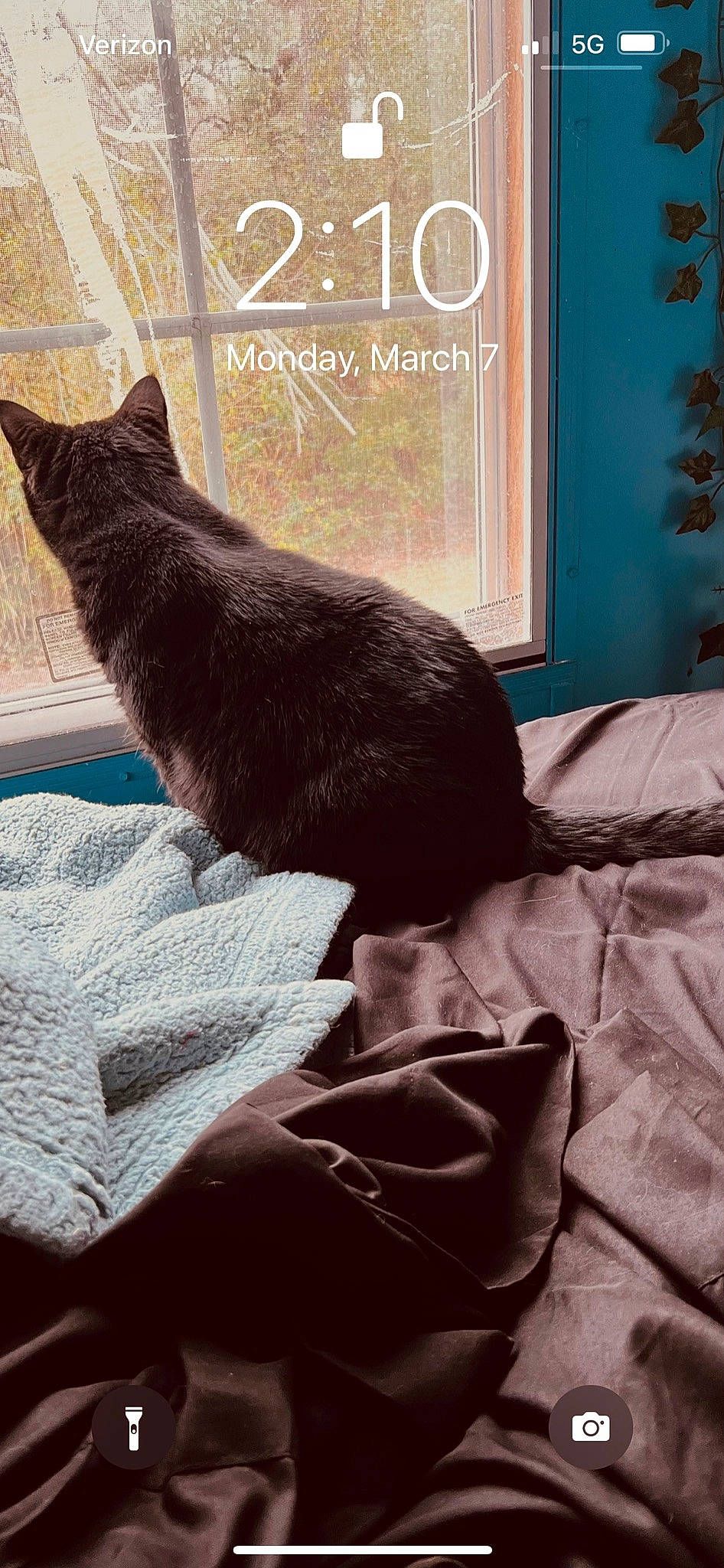 Armoni joined the competition — help win amazing prizes! bedding, black_cat, bombay, carnivore, cat, comfort, domestic_short_haired_cat, felidae, fur, grey, linens, pattern, sitting, small_to_medium_sized_cats, snout, tail, terrestrial_animal, tints_and_shades, whiskers, window