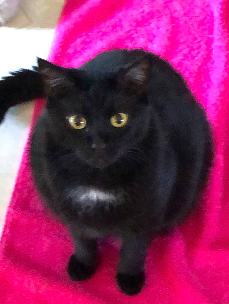 Armoni joined the competition — help win amazing prizes! black_cat, bombay, carnivore, cat, claw, domestic_short_haired_cat, felidae, fur, magenta, small_to_medium_sized_cats, snout, tail, whiskers