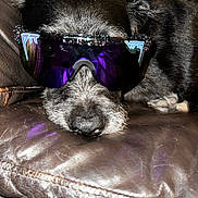 Lucy Perry is registered to the contest to win money with this photo: dog, black_dog, sunglasses, leather_couch, pet, animal, close_up, resting, indoor, sleepy, nose, fur, eyewear, purple_lens, confetti, relaxation, cute, companion, domestic_animal, portrait
