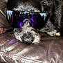 animal, black_dog, close_up, companion, confetti, cute, dog, domestic_animal, eyewear, fur, indoor, leather_couch, nose, pet, portrait, purple_lens, relaxation, resting, sleepy, sunglasses