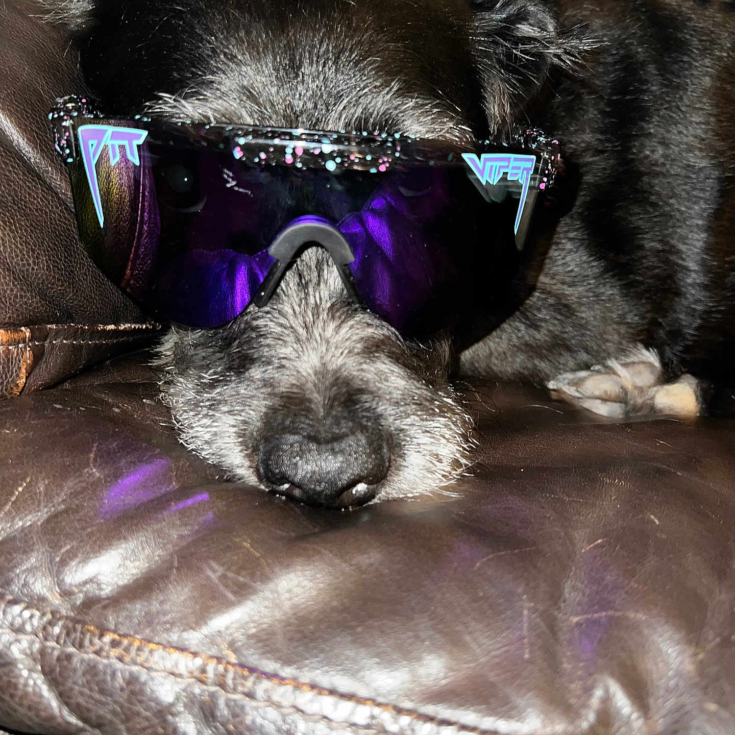 Lucy Perry is registered to the contest to win money with this photo: animal, black_dog, close_up, companion, confetti, cute, dog, domestic_animal, eyewear, fur, indoor, leather_couch, nose, pet, portrait, purple_lens, relaxation, resting, sleepy, sunglasses