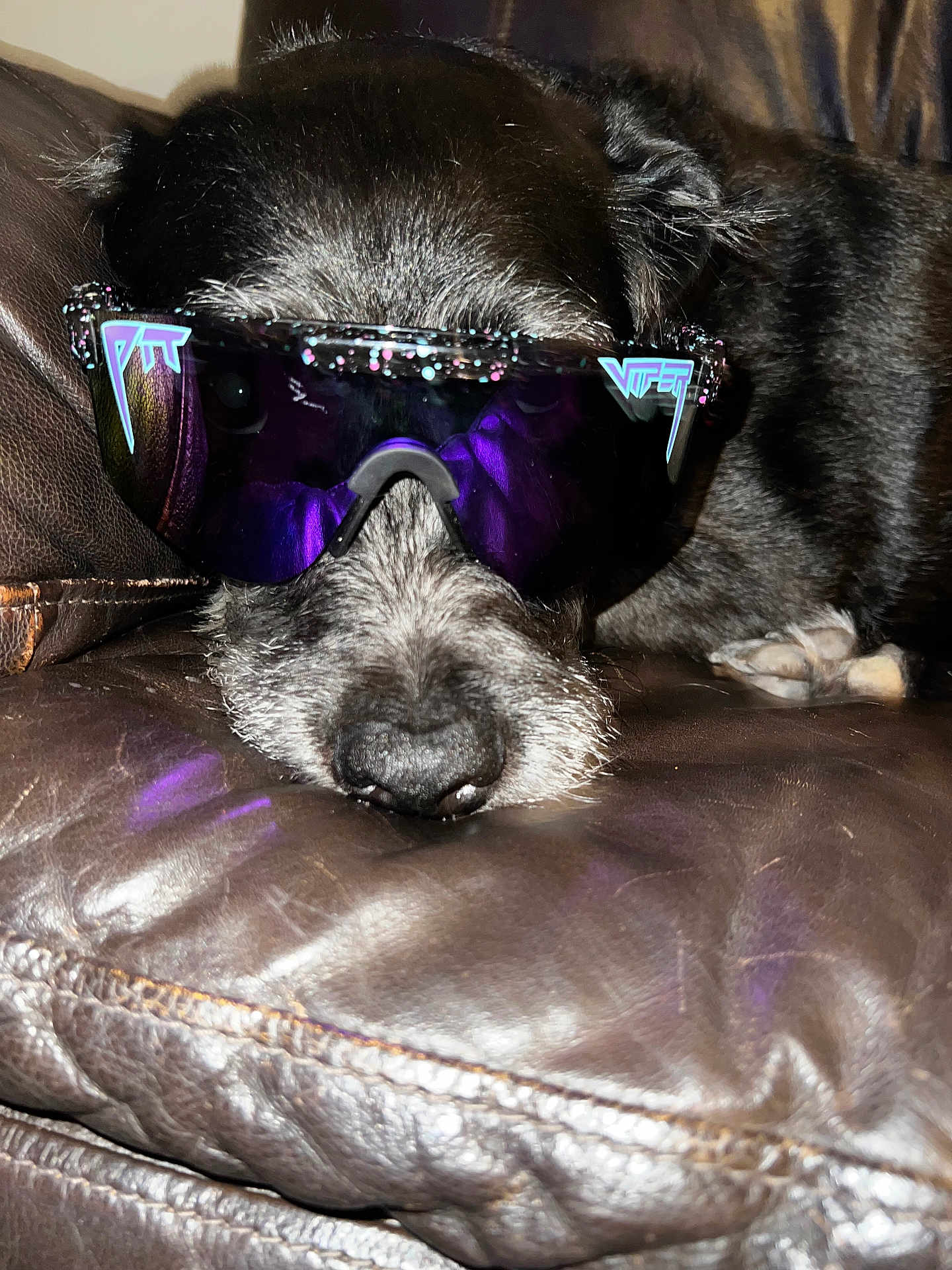 Lucy Perry is registered to the contest to win money with this photo: dog, black_dog, sunglasses, leather_couch, pet, animal, close_up, resting, indoor, sleepy, nose, fur, eyewear, purple_lens, confetti, relaxation, cute, companion, domestic_animal, portrait