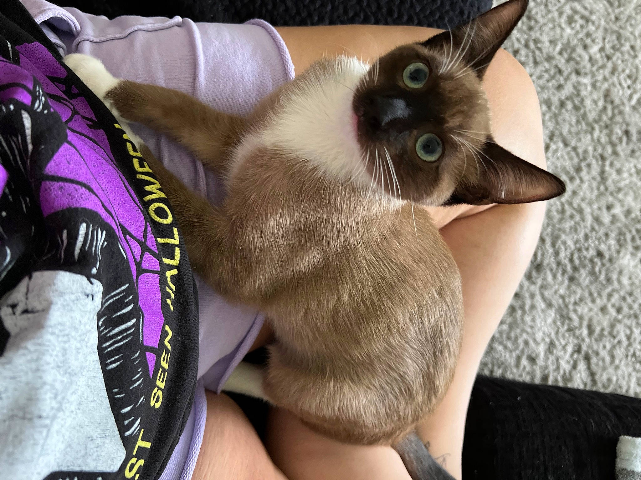 Rocky joined the competition — help win amazing prizes! balinese, carnivore, cat, chest, electric_blue, fashion_accessory, fawn, felidae, fur, gesture, human_leg, paw, personal_protective_equipment, siamese, small_to_medium_sized_cats, snout, thai, thigh, whiskers, wrist
