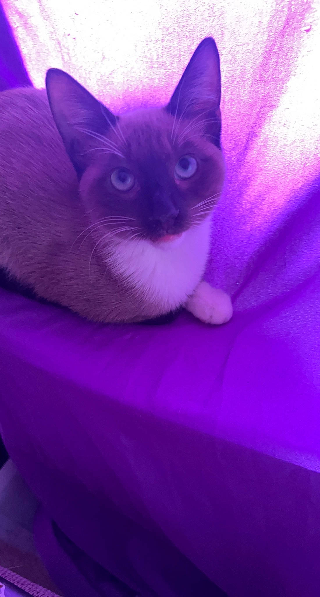 Rocky is registered to the contest to win money with this photo: carnivore, cat, comfort, domestic_short_haired_cat, electric_blue, felidae, fur, grey, linens, magenta, purple, sitting, small_to_medium_sized_cats, tail, terrestrial_animal, violet, whiskers