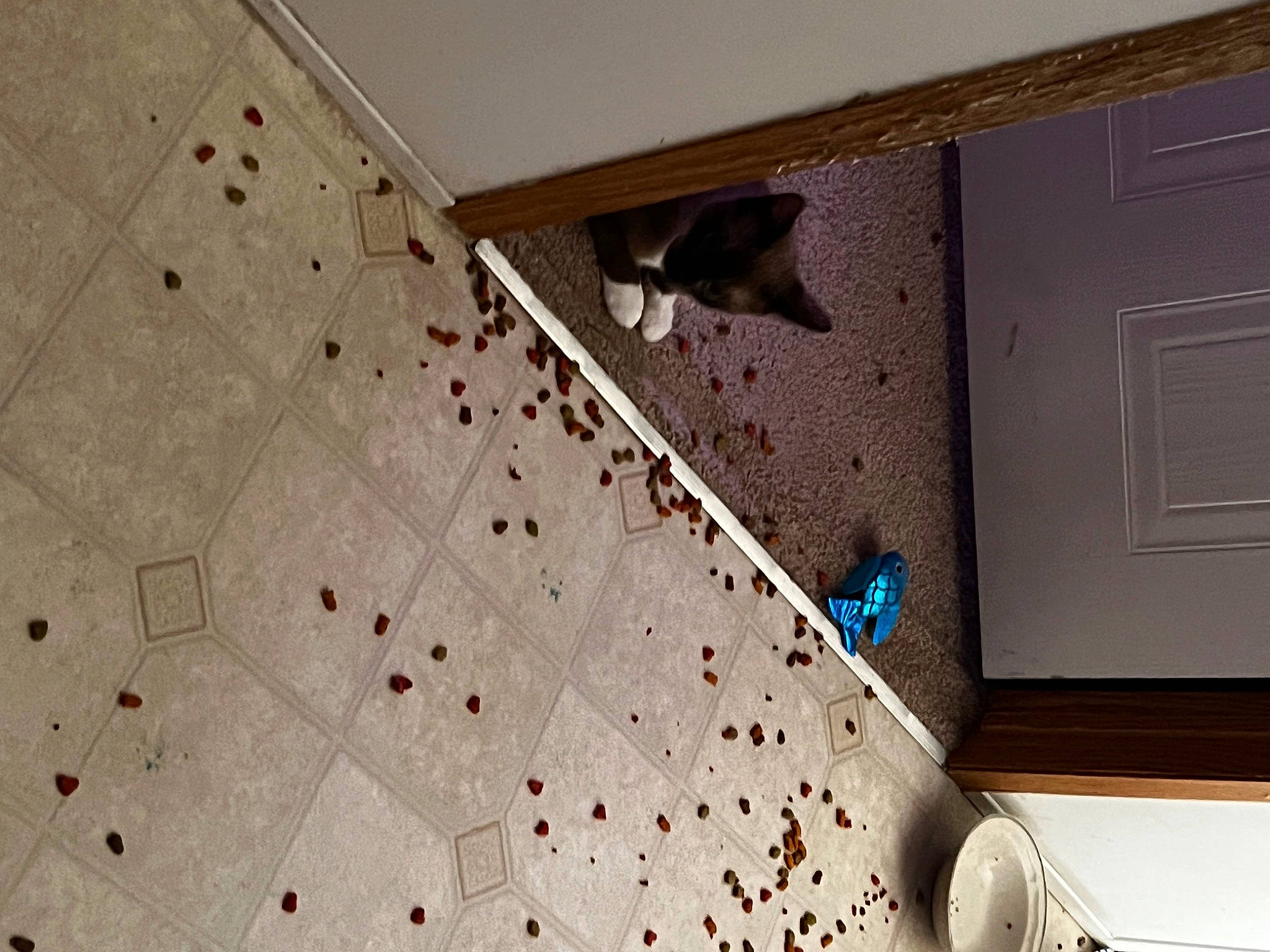 Rocky is registered to the contest to win money with this photo: building, ceiling, door, floor, flooring, handrail, hardwood, linens, pattern, plaster, plywood, rectangle, room, space, stairs, tile, triangle, visual_arts, wood, wood_stain