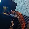 Finou a rejoint le concours — aidez-le/la à gagner de superbes lots ! adventure, animal, cat, climbing, computer_monitor, desk, feline, funny, furniture, home, indoors, orange_cat, pet, pet_carrier, photography, room, standing, stretching, tabby, wood_paneling