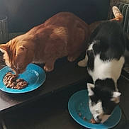 Finou participe au concours pour gagner de l'argent avec cette photo : animals, black_and_white_cat, blue_plates, cat_food, cats, dinner, feeding, food, funny, fur, furniture, home, indoors, orange_cat, pet, plates, sitting, table, tuxedo_cat, whiskers