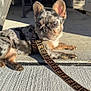 dog, puppy, french_bulldog, brindle, leash, porch, concrete, sunlight, pet, animal, ears, cute, outdoor, resting, young_dog, domestic_animal, canine, side_view, shadow, texture