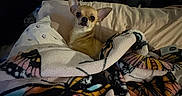 Dolce joined the competition — help win amazing prizes! animal, bed, blanket, butterfly_pattern, chihuahua, comfort, cozy, cute, dog, domestic, fur, headboard, home, indoor, pet, pillow, resting, sleeping_area, small_dog, warm