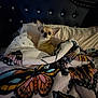 Dolce joined the competition — help win amazing prizes! chihuahua, dog, blanket, bed, pillow, butterfly_pattern, indoor, pet, cozy, small_dog, fur, headboard, resting, cute, animal, comfort, domestic, sleeping_area, home, warm