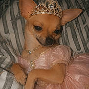 Dolce is registered to the contest to win money with this photo: dog, chihuahua, costume, dress, tiara, jewelry, bed, blanket, pet, cute, small_dog, pink, sleepy, indoor, portrait, animal, royalty, fancy, resting, adorable