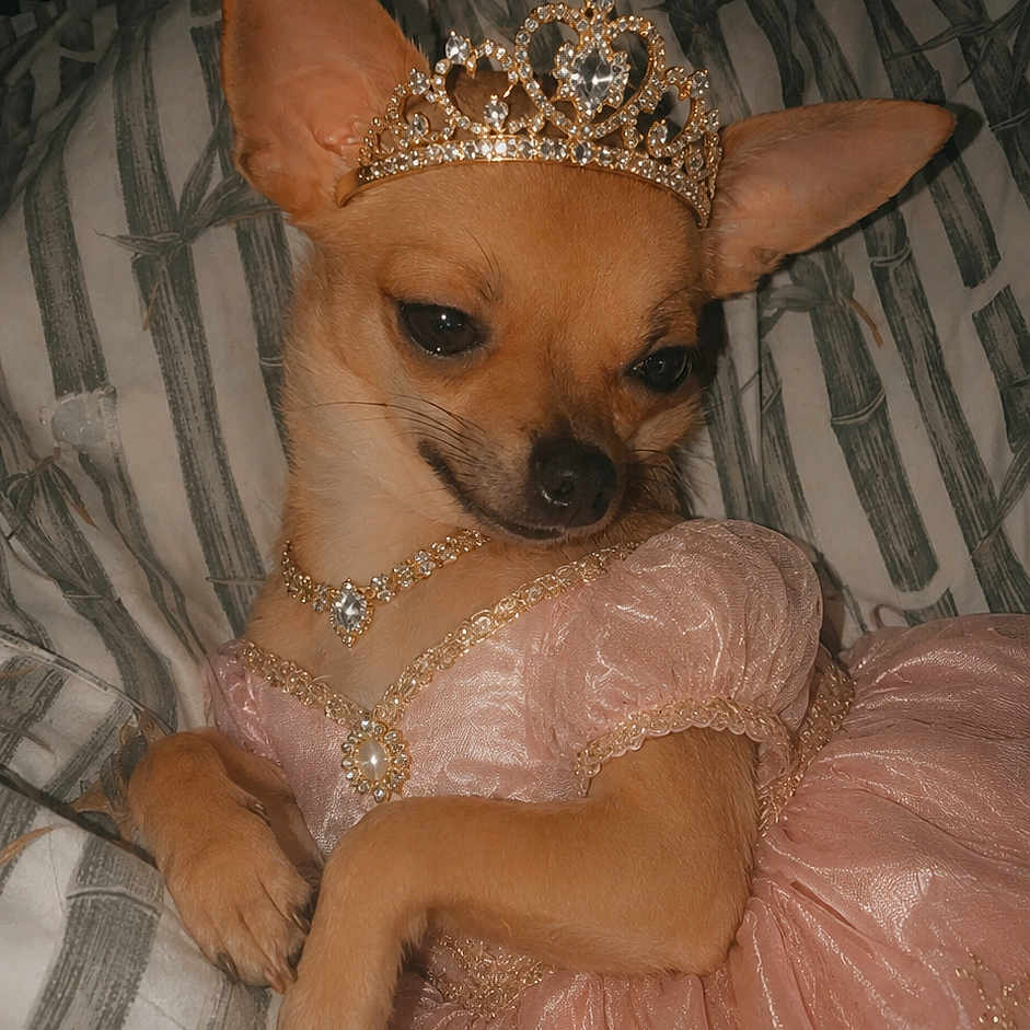 Dolce