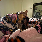 Dolce joined the competition — help win amazing prizes! dog, blanket, butterfly_pattern, cozy, indoor, small_dog, chihuahua, fur, cute, pet, animal, wrapped, face, ears, bedroom, furniture, mirror, curtain, soft, comfort