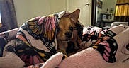 Dolce joined the competition — help win amazing prizes! animal, bedroom, blanket, butterfly_pattern, chihuahua, comfort, cozy, curtain, cute, dog, ears, face, fur, furniture, indoor, mirror, pet, small_dog, soft, wrapped